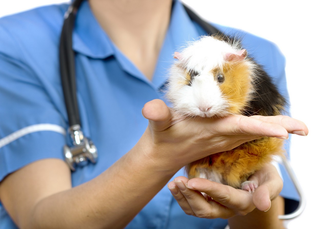 Guinea Pig Care