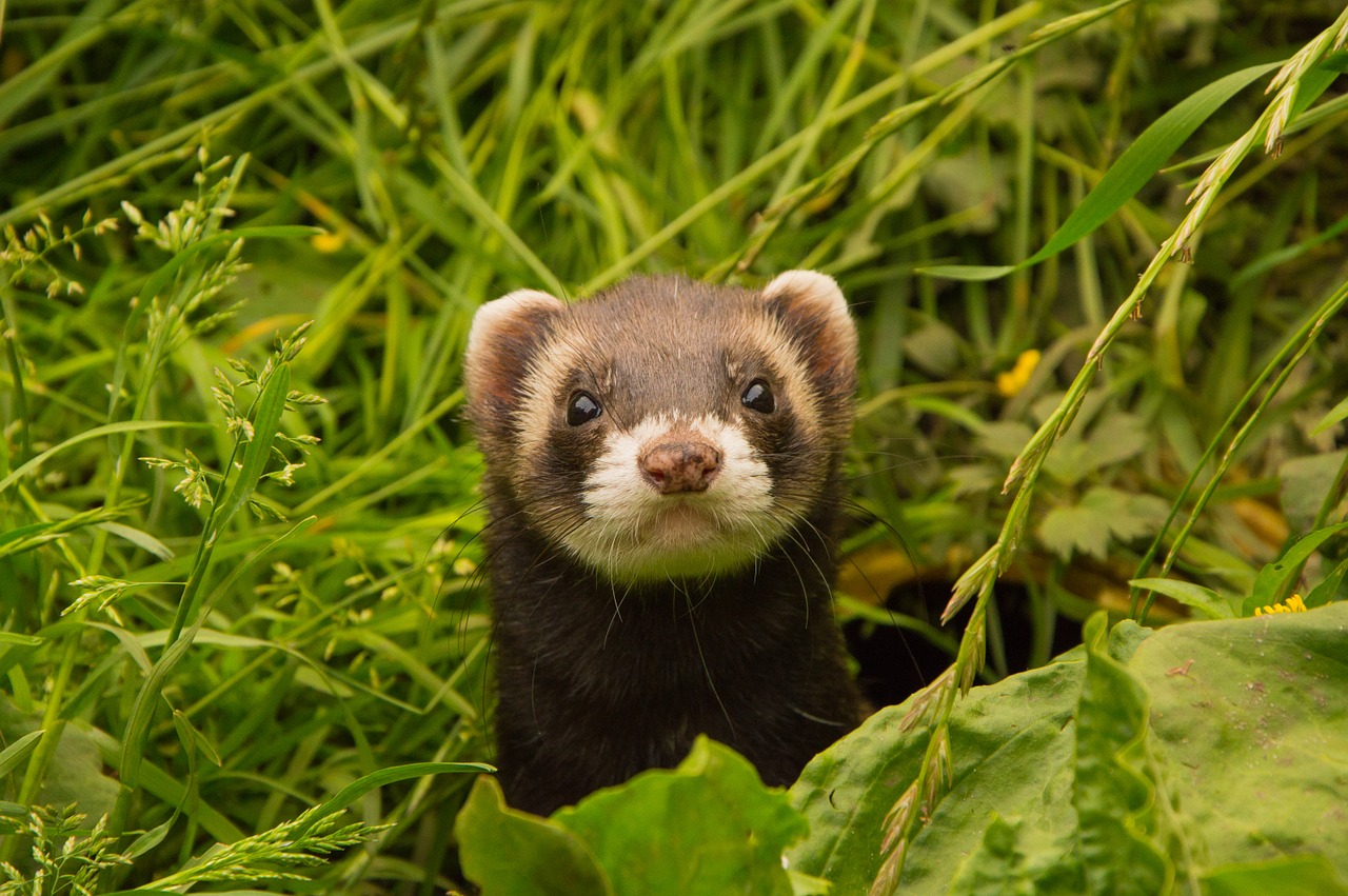 Ferret Care