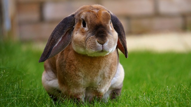 Rabbit Care